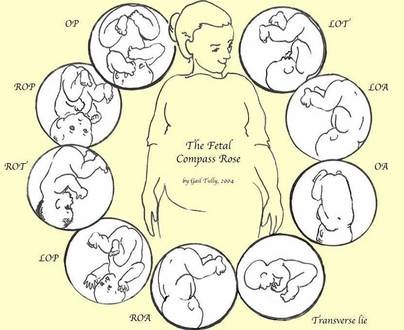 fetal compass rose, fetal positioning, spinning babies